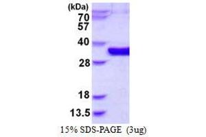 Image no. 1 for Mediator of Cell Motility 1 (MEMO1) protein (His tag) (ABIN1098329)