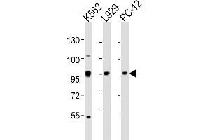 All lanes : Anti-STAT5A Antibody (C-term) at 1:2000 dilution Lane 1: K562 whole cell lysates Lane 2:  whole cell lysates Lane 3: PC-12 whole cell lysates Lysates/proteins at 20 μg per lane. (STAT5A Antikörper  (C-Term))