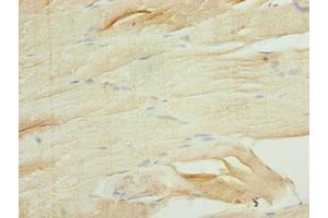 Immunohistochemistry of paraffin-embedded human skeletal muscle tissue using ABIN7167180 at dilution of 1:100 (Rasl10b Antikörper  (AA 15-200))