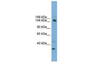 MED14 antibody used at 0. (MED14 Antikörper  (Middle Region))