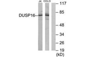 Western blot analysis of extracts from Jurkat/COLO205 cells, using DUSP16 Antibody.
