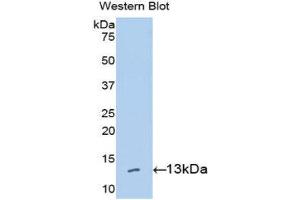 Western Blotting (WB) image for anti-High Mobility Group AT-Hook 1 (HMGA1) (AA 1-107) antibody (ABIN3205548) (HMGA1 Antikörper  (AA 1-107))