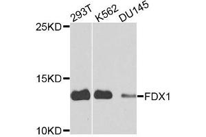 Western blot analysis of extracts of various cells, using FDX1 antibody. (Ferredoxin1 (FDX1) Antikörper)