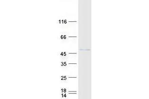 ZNF24 Protein (Myc-DYKDDDDK Tag)