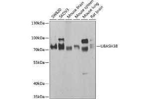 Western blot analysis of extracts of various cell lines, using UBB antibody (ABIN6130181, ABIN6149775, ABIN6149776 and ABIN6222958) at 1:1000 dilution. (UBASH3B Antikörper  (AA 1-300))