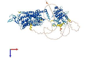 SLC12A6 Protein (AA 1-1150) (His tag)