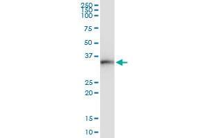 Immunoprecipitation of HLA-DOB transfected lysate using anti-HLA-DOB MaxPab rabbit polyclonal antibody and Protein A Magnetic Bead , and immunoblotted with HLA-DOB purified MaxPab mouse polyclonal antibody (B01P) .