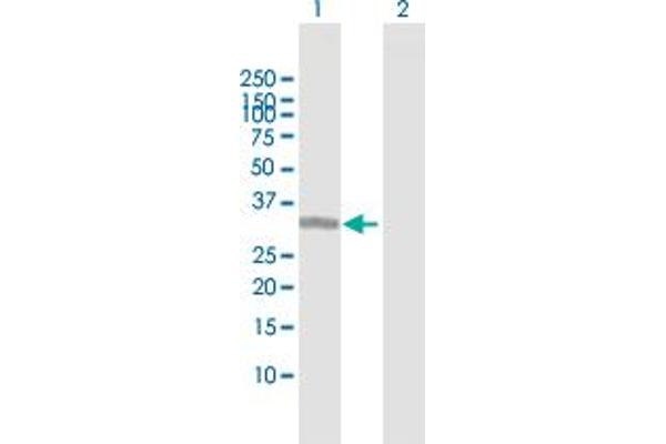 ING1 Antikörper  (AA 1-279)