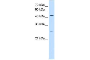 RRP1 antibody used at 0. (RRP1 Antikörper)