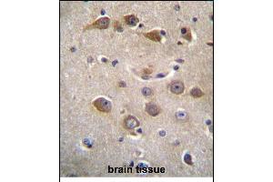 RAB40AL Antibdy (N-term) (ABIN655950 and ABIN2845336) immunohistochemistry analysis in formalin fixed and paraffin embedded human brain tissue followed by peroxidase conjugation of the secondary antibody and DAB staining. (RAB40AL Antikörper  (N-Term))