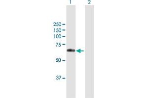 WFIKKN2 antibody  (AA 1-576)
