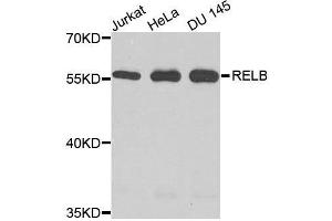 Western blot analysis of extracts of various cell lines, using RELB antibody. (RELB Antikörper  (AA 380-579))