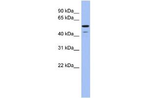WB Suggested Anti-BMP6 Antibody Titration: 0. (BMP6 Antikörper  (Middle Region))