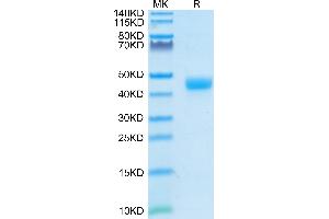 SDS-PAGE (SDS) image for CD3 epsilon (CD3E) (AA 22-48) protein (Fc-Avi Tag) (ABIN7274134)