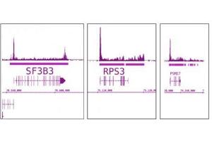 RNA pol II antibody (mAb) tested by ChIP-Seq. (POLR2F Antikörper)