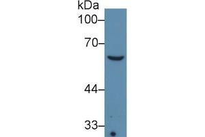 Detection of COL8a1 in Sp2/0 cell lysate using Monoclonal Antibody to Collagen Type VIII Alpha 1 (COL8a1) (COL8A1 Antikörper  (AA 575-743))