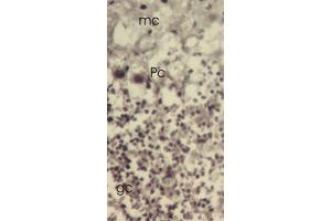 Mouse cerebellar cortex showing molecular cell layer (mc), Purkinje cells (Pc) and granular cell layer. (TXNL1 Antikörper  (C-Term))