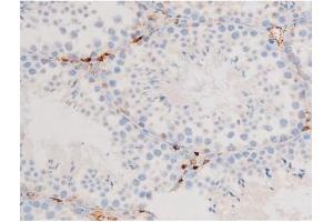 ABIN6267576 at 1/200 staining Mouse testis tissue sections by IHC-P.