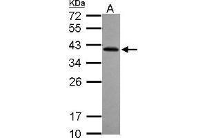 Western Blotting (WB) image for anti-Ret Finger Protein-Like 2 (RFPL2) (AA 58-263) antibody (ABIN1500674) (RFPL2 Antikörper  (AA 58-263))