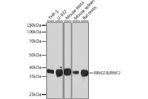 Western blot analysis of extracts of various cell lines, using RING1B/RNF2 Rabbit mAb (ABIN7270070) at 1:1000 dilution. (RNF2 Antikörper)