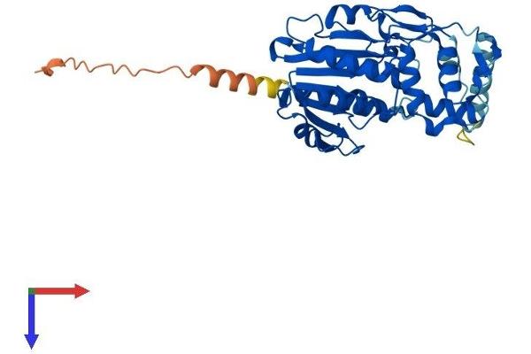 NSDHL Protein (AA 1-373) (His tag)
