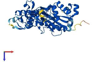ACTR1A Protein (AA 1-376) (His tag)