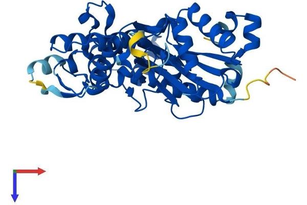 ACTR1A Protein (AA 1-376) (His tag)