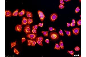 Cells labeled with Anti-VEGF Polyclonal Antibody (ABIN727205). (VEGF Antikörper  (AA 27-120))