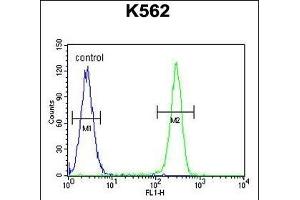 TNFSF4 Antibody (Center) (ABIN655028 and ABIN2844659) flow cytometric analysis of K562 cells (right histogram) compared to a negative control cell (left histogram).