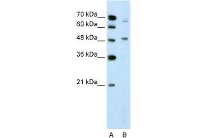 WB Suggested Anti-NR0B1 Antibody Titration:  2.