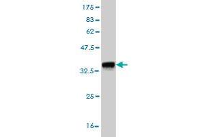 Western Blot detection against Immunogen (36. (Exonuclease 1 Antikörper  (AA 747-846))