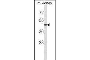 G4A Antibody  1808c western blot analysis in mouse kidney tissue lysates (35 μg/lane). (ATG4A Antikörper  (AA 363-392))
