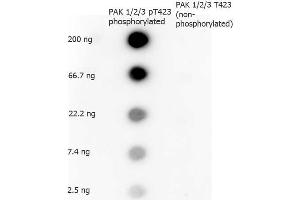 Dot Blot of Rabbit anti-PAK 1/2/3 pT423 antibody. (PAK1/2/3 Antikörper  (pThr423))