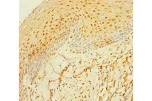 Immunohistochemistry of paraffin-embedded human tonsil tissue using ABIN7159395 at dilution of 1:100 (MS4A6E Antikörper  (AA 1-52))