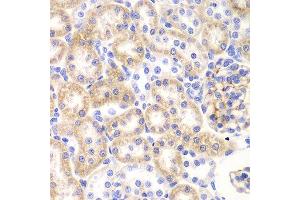 Immunohistochemistry of paraffin-embedded rat kidney using SHMT2 Antibody. (SHMT2 Antikörper  (AA 265-504))