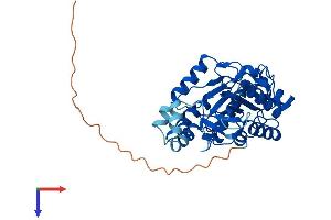 PLCXD1 Protein (AA 1-345) (His tag)