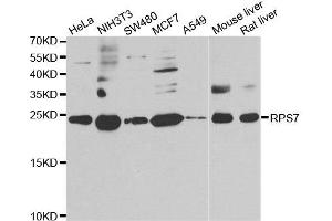 Western blot analysis of extracts of various cell lines, using RPS7 antibody. (RPS7 Antikörper)