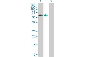 Western Blot analysis of IFRD2 expression in transfected 293T cell line by IFRD2 MaxPab polyclonal antibody. (IFRD2 Antikörper  (AA 1-442))