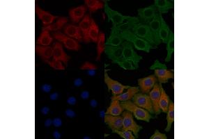 ABIN6257934 and ABIN6274849 staining Hela cells by IF/ICC. (ANGPTL7 Antikörper  (C-Term))