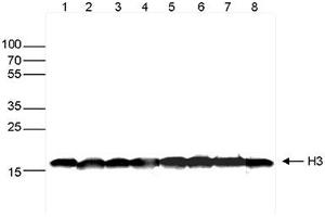 Western blot was performed on whole cell extracts (30μg) from different cell types (lane 1: HeLa, lane 2: K562, lane 3: MCF7, lane 4: U2OS, lane 5: HepG2, lane 6: Jurkat, lane 7: NIH3T3, lane 8: E14Tg2a mouse ES cells) using H3pan Monoclonal Antibody at 1:1,000 dilution in TBS-Tween containing 5% skimmed milk, followed by secondary antibody incubation and exposure. (Histone 3 Antikörper  (C-Term))