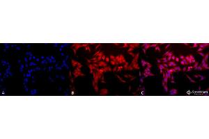 Immunofluorescence (fixed cells) (IF/ICC) image for anti-Heme Oxygenase (Decycling) 1 (HMOX1) antibody (Atto 390) (ABIN2484277)
