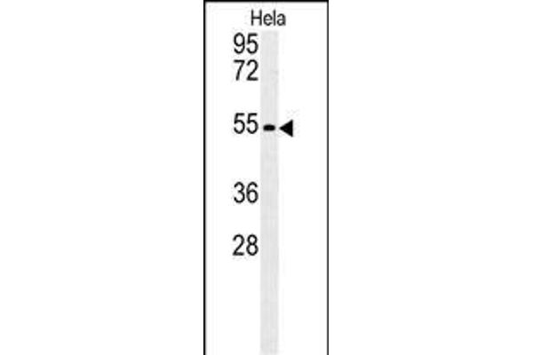 KLF17 Antikörper  (AA 243-271)