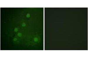 Immunofluorescence analysis of COS7 cells, using RAD52 (Ab-104) Antibody. (RAD52 Antikörper  (AA 70-119))