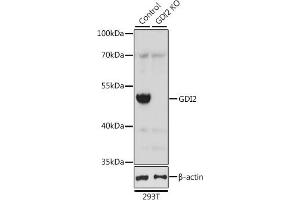 Western blot analysis of extracts from normal (control) and GDI2 knockout (KO) 293T cells, using GDI2 antibody (ABIN6129647, ABIN6141048, ABIN6141049 and ABIN7101828) at 1:2000 dilution. (GDI2 Antikörper  (AA 296-445))