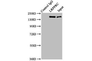 Western Blotting (WB) image for anti-Leucine-Rich PPR-Motif Containing (LRPPRC) (AA 901-1036) antibody (ABIN7158045)