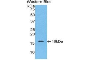 Western Blotting (WB) image for anti-Interleukin 16 (IL16) (AA 1203-1322) antibody (ABIN1859347) (IL16 Antikörper  (AA 1203-1322))