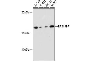 Western blot analysis of extracts of various cell lines, using RPS19BP1 antibody (ABIN6132999, ABIN6147207, ABIN6147208 and ABIN6217154) at 1:3000 dilution. (RPS19BP1 Antikörper  (AA 1-136))