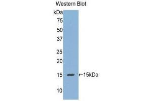 Western Blotting (WB) image for anti-Regenerating Islet-Derived 3 alpha (REG3A) (AA 40-164) antibody (ABIN1078468) (REG3A Antikörper  (AA 40-164))