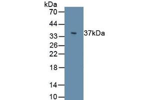 Detection of Recombinant PLIN3, Human using Polyclonal Antibody to Perilipin 3 (PLIN3) (PLIN3 Antikörper  (AA 134-434))