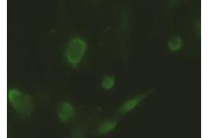 Anti-ID2 mouse monoclonal antibody (ABIN2452680) immunofluorescent staining of HeLa cells transiently transfected by pCMV6-ENTRYID2 (RC205324) (Id2 Antikörper)